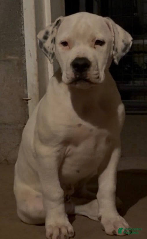 Magnolia (Bulldog, Female) in Ephrata, PA