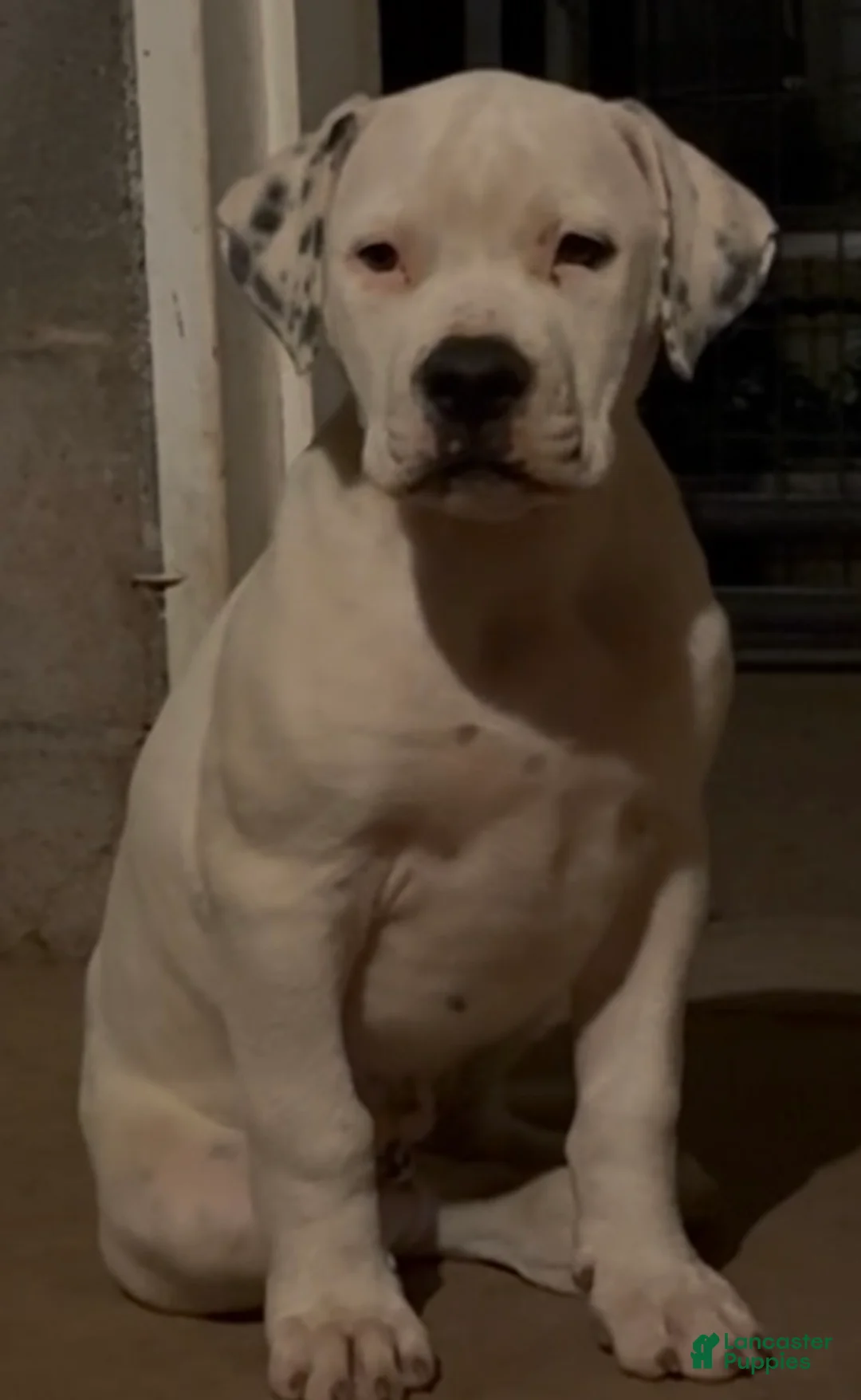 American Bulldog dogs for sale: Magnolia - Ad 1