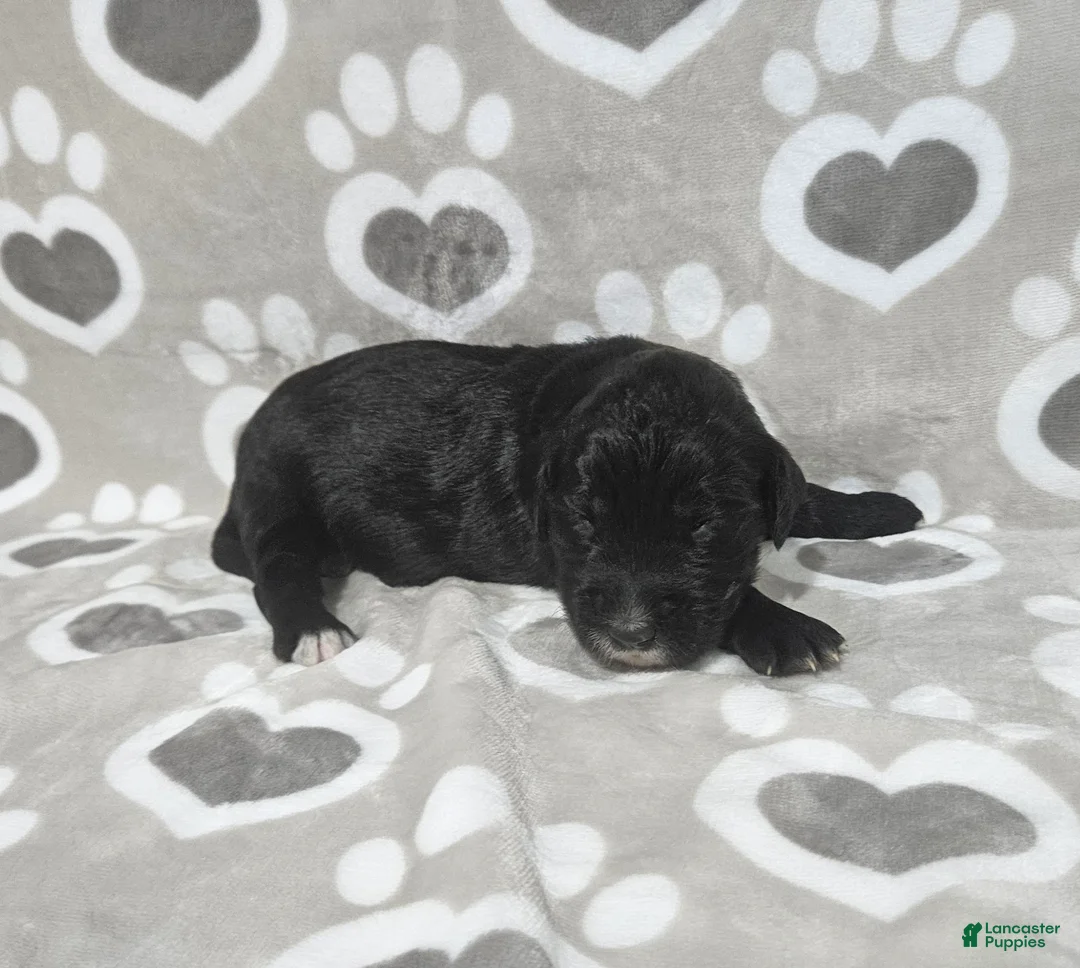 Goldendoodle dogs for sale: F1 SweetPea - Ad 1
