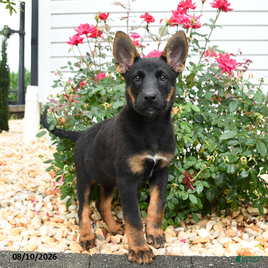 Mixed Breed dogs Zara - Ad 2