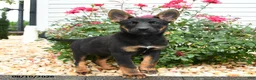 Mixed Breed dogs for sale: Zara - Ad 2