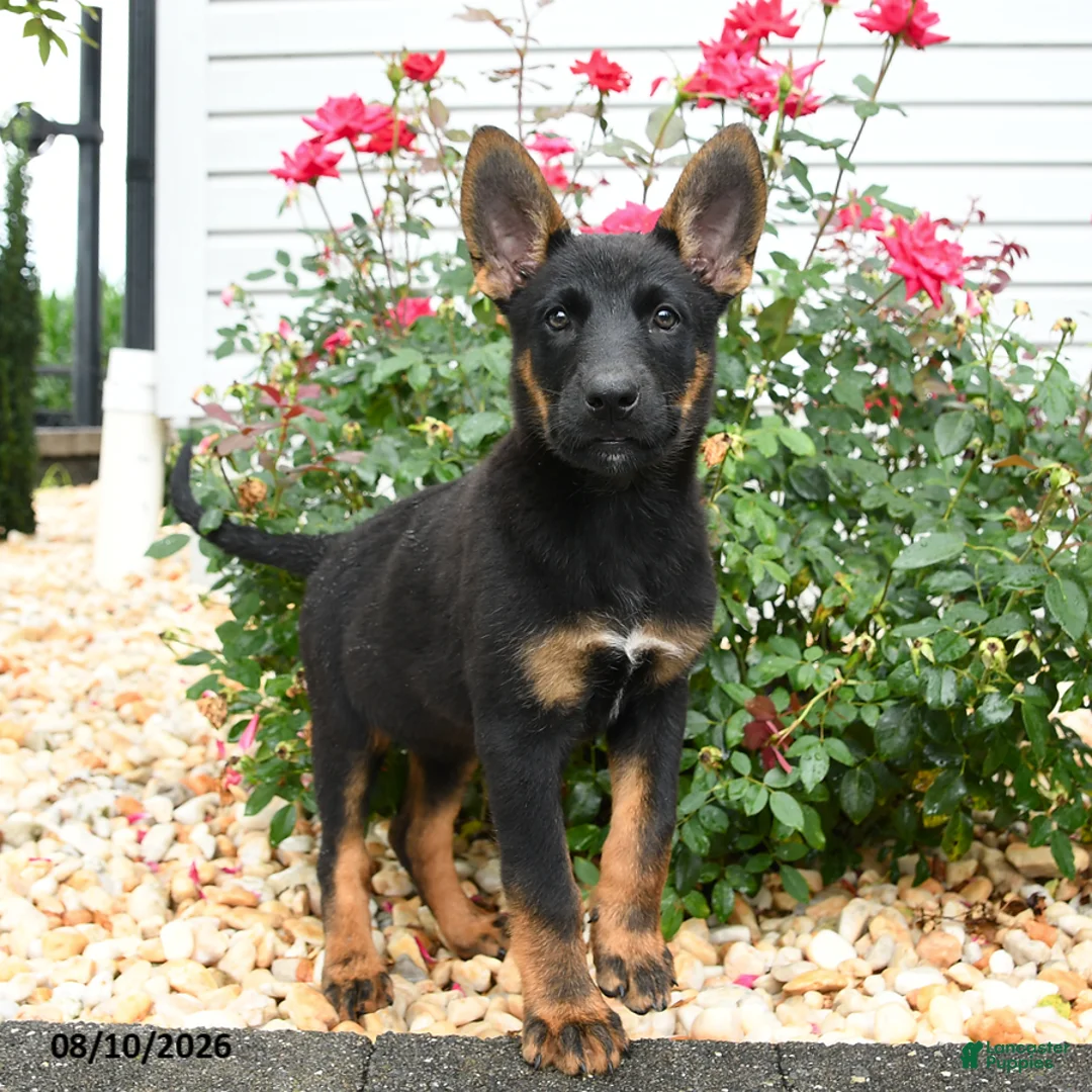 Mixed Breed dogs for sale: Zara - Ad 2