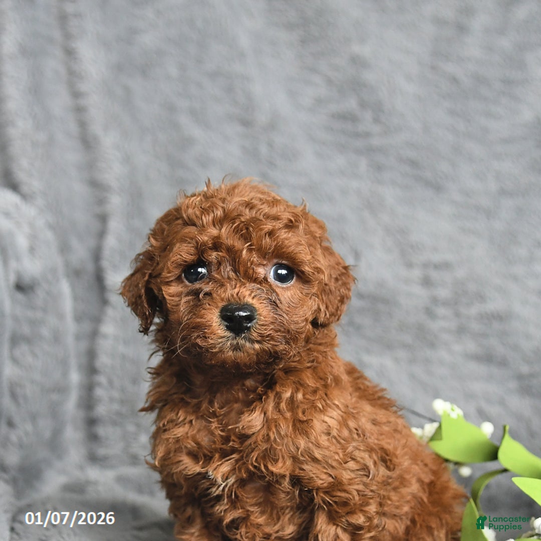 Mini Goldendoodle dogs for sale: Pansy - Ad 4