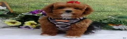Toy Poodle dogs for sale: Saylor - Ad 10