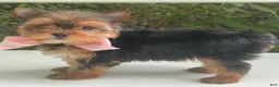 Biewer Terrier dogs for sale: Inka - Ad 7