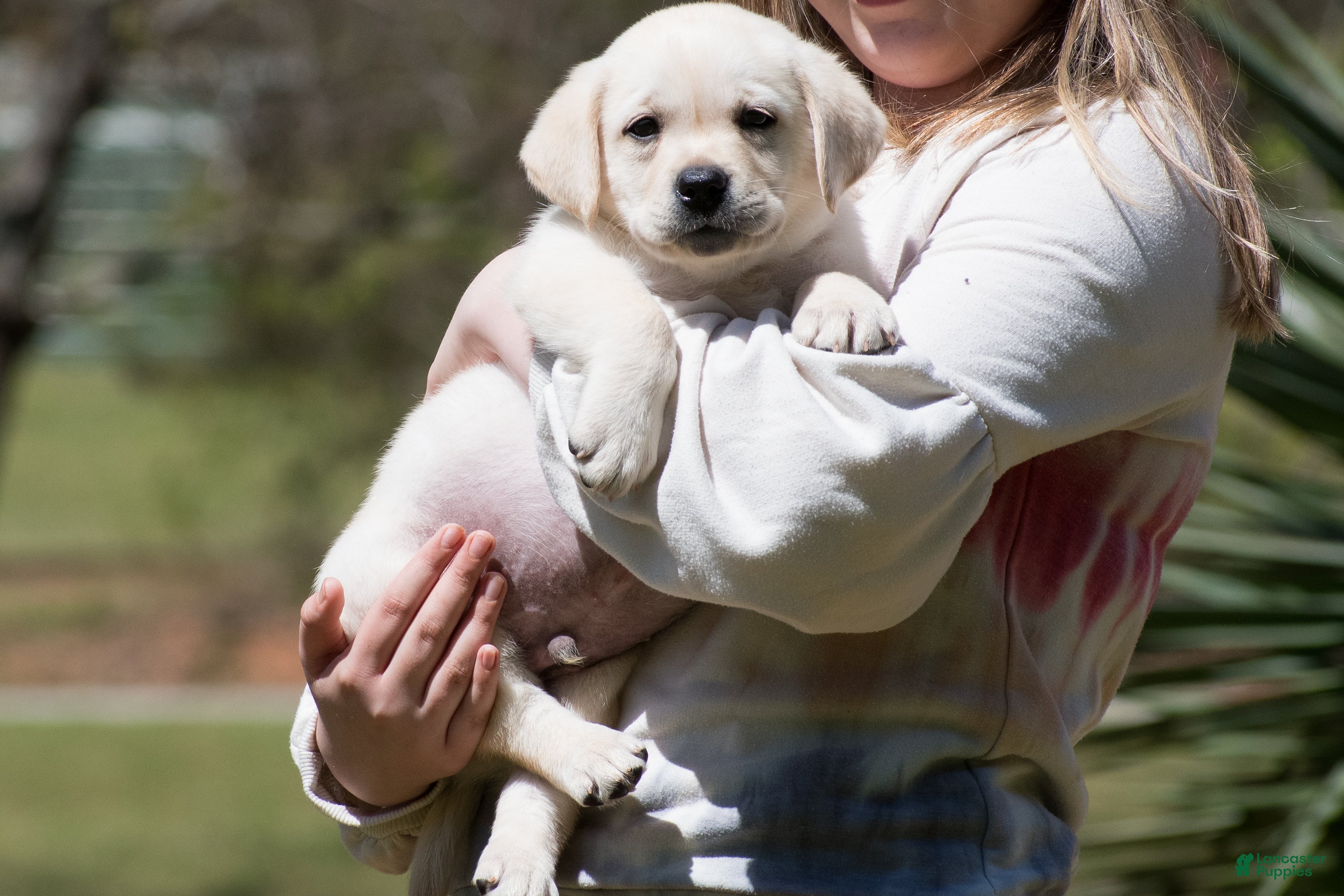 Labrador Retriever dogs Korbin - Ad 24