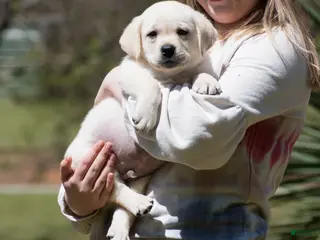 Labrador Retriever dogs Korbin - Ad 24