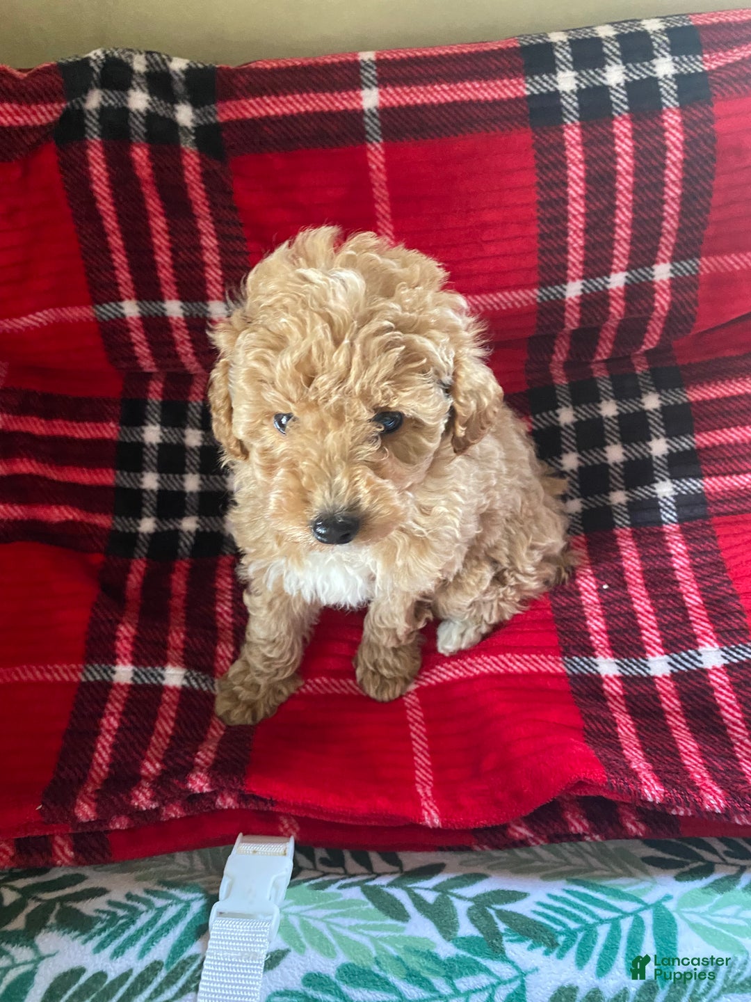 Miniature Poodle dogs for sale: Miniature Poodle Puppy 1 - Ad 5
