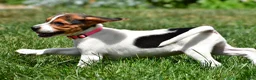 Beagle dogs for sale: Piper - Ad 9