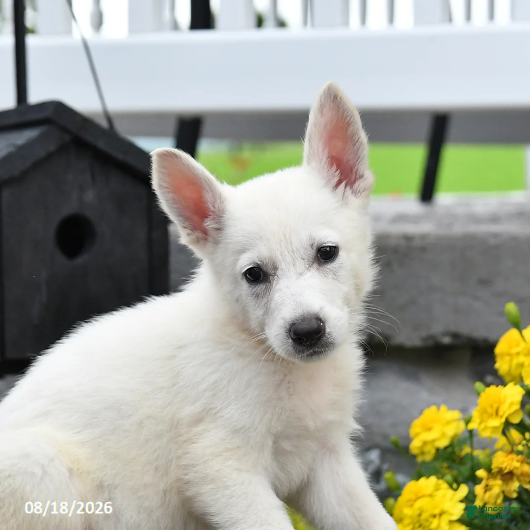 German Shepherd dogs for sale: Maisie - Ad 3