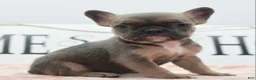 Mixed Breed dogs for sale: Nova blue  - Ad 13