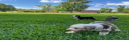 Australian Shepherd dogs for sale: Australian Shepherd Puppy 6 - Ad 3