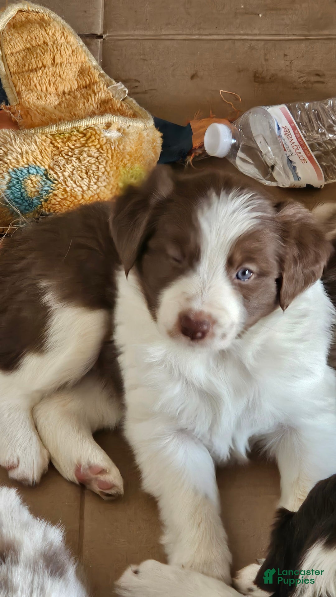Border Collie dogs for sale: Border Collie Puppy 1 - Red - Ad 10