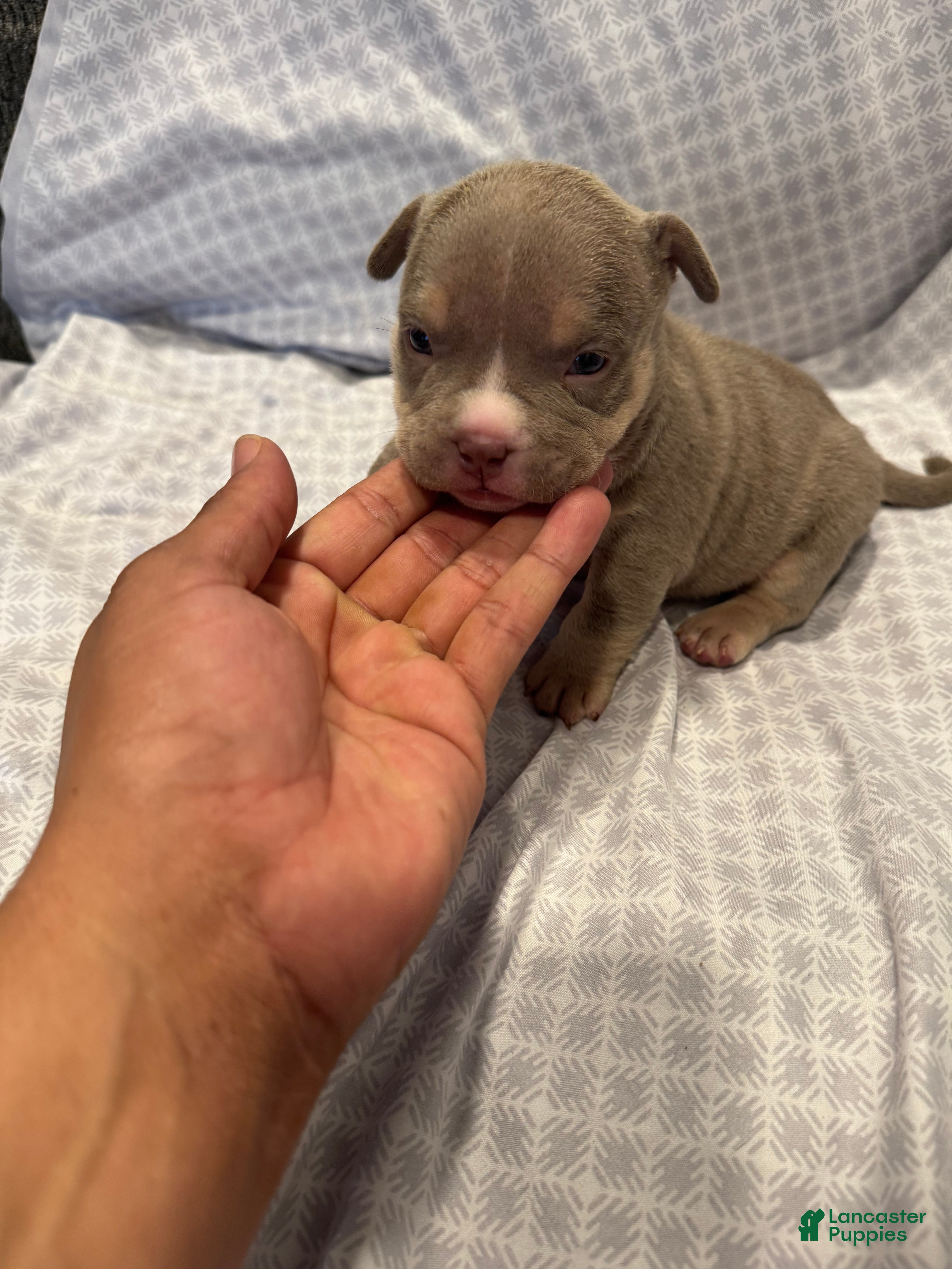 American Bully dogs American Bully Puppy 6 - Ad 1