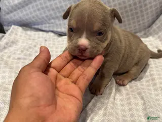 American Bully dogs for sale: American Bully Puppy 6 - Ad 4
