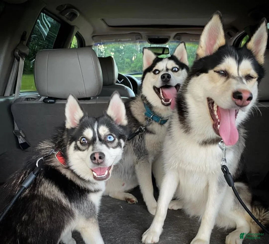 Gallery Image {{count}}