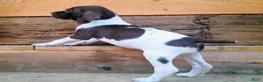 German Shorthaired Pointer 6