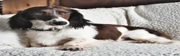 Miniature Dachshund dogs for sale: Laddie - Ad 7