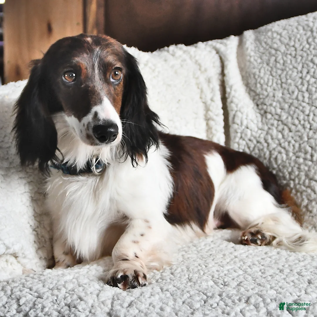 Miniature Dachshund dogs for sale: Laddie - Ad 7
