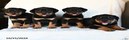 Rottweiler dogs for sale: Roxie - Ad 5
