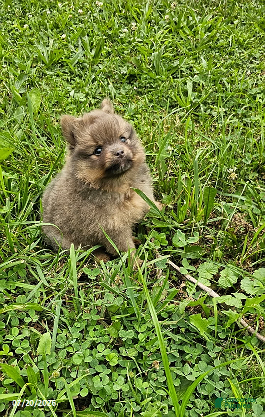 Pomeranian dogs for sale: Toby - Ad 2