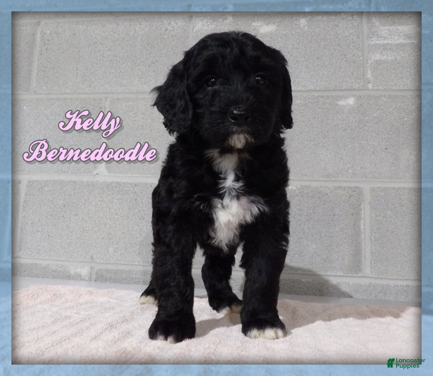 Bernedoodle dogs Kelly - Ad 1
