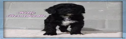 Bernedoodle dogs for sale: Kelly - Ad 1