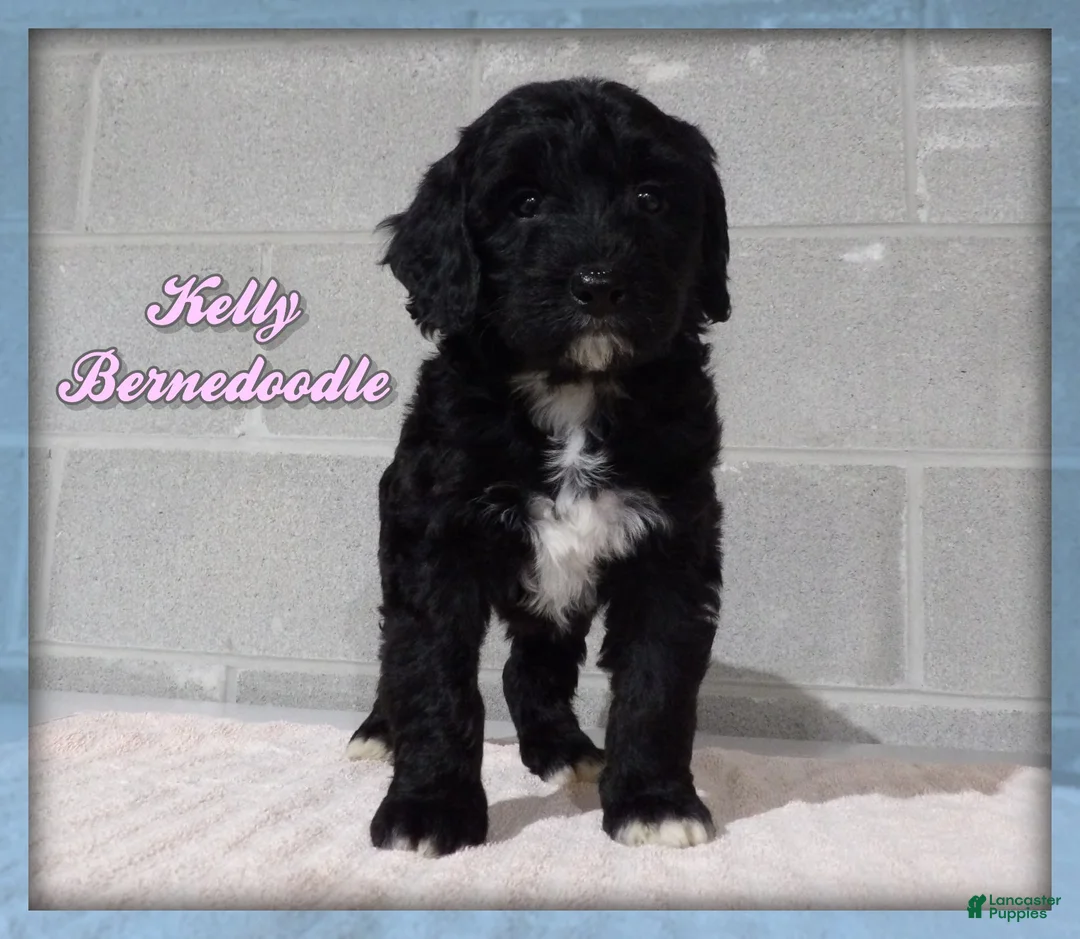 Bernedoodle dogs for sale: Kelly - Ad 1
