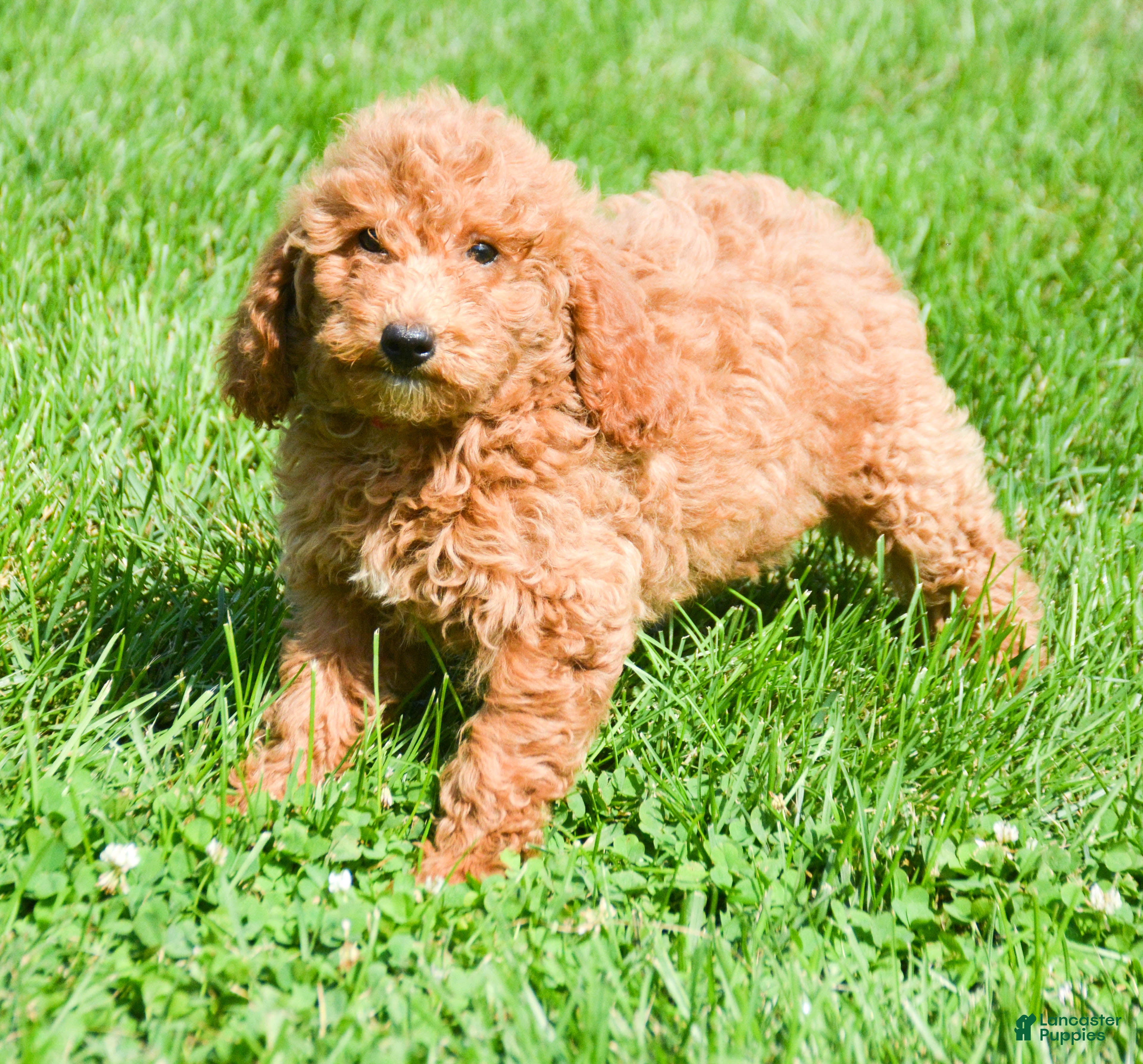 Mini Goldendoodle dogs Deva Mini Goldendoodle 3 - Ad 1