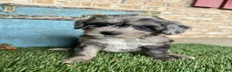 Mixed Breed dogs for sale: Sydney - Ad 1