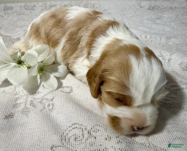 Cavapoo dogs Donnie Cavapoo  - Ad 2