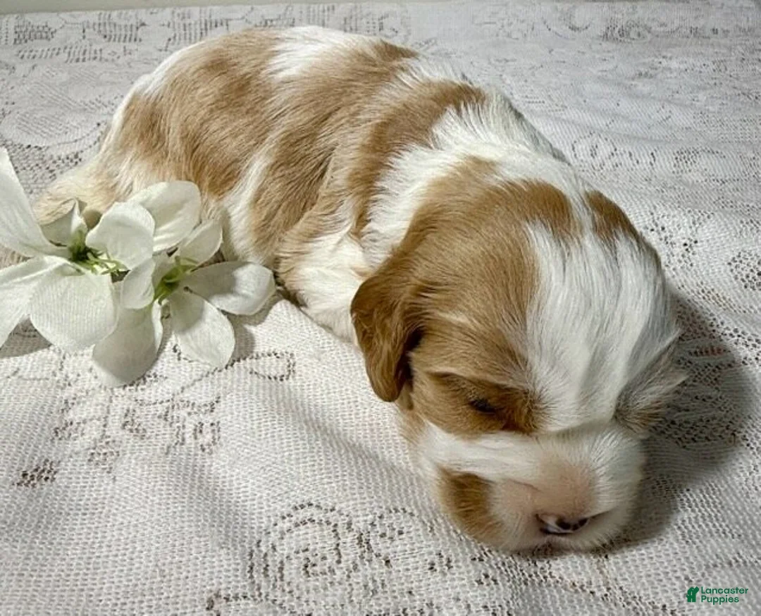 Cavapoo dogs for sale: Donnie Cavapoo  - Ad 2