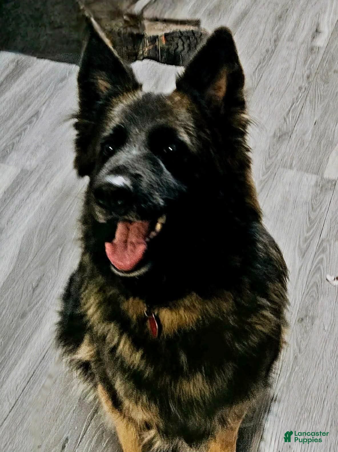 German Shepherd dogs German Shepherd Puppy 6 - Ad 2