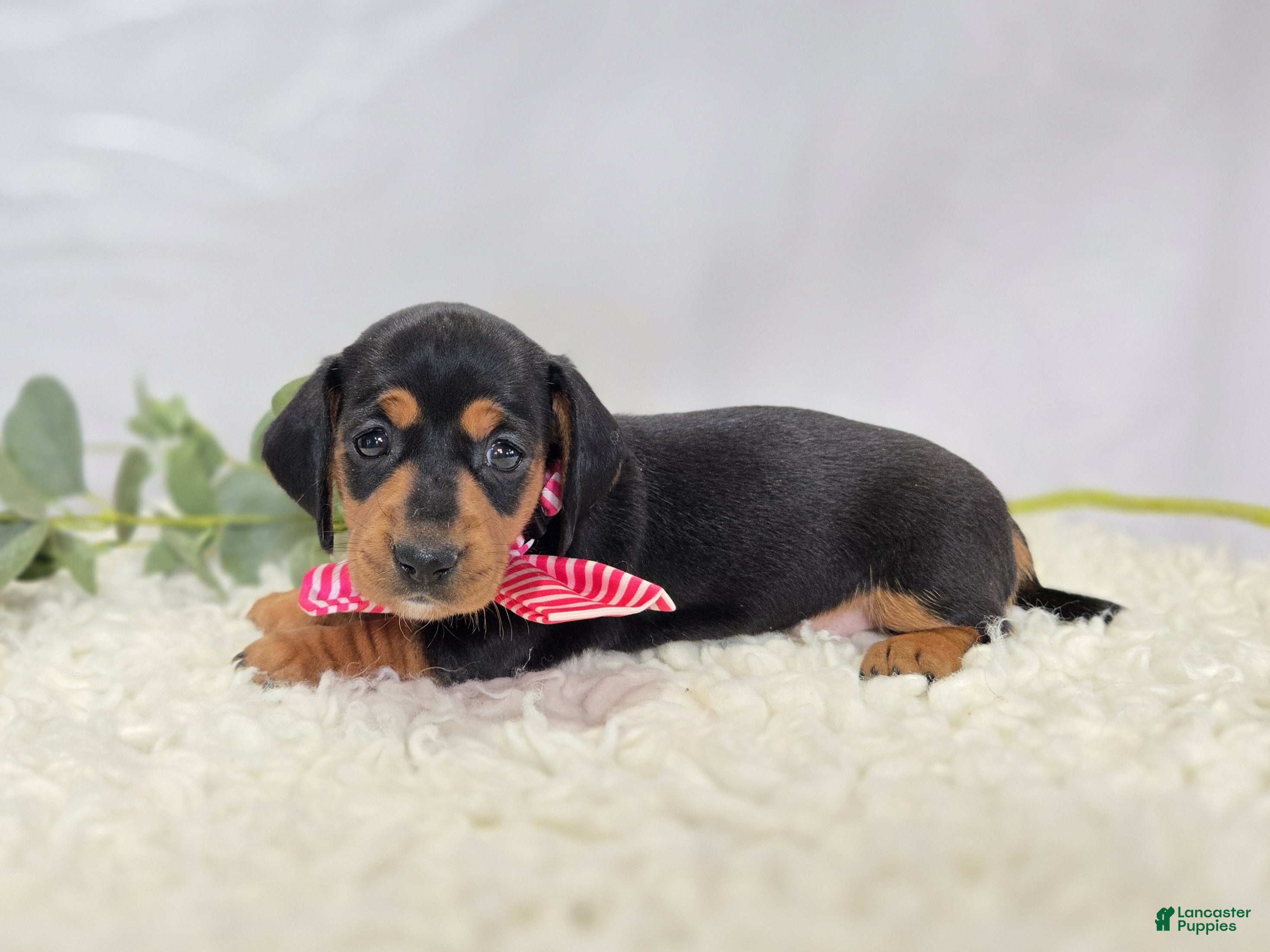 Miniature Dachshund dogs Alexia - Ad 1