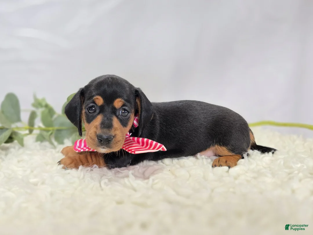 Miniature Dachshund dogs for sale: Alexia - Ad 1