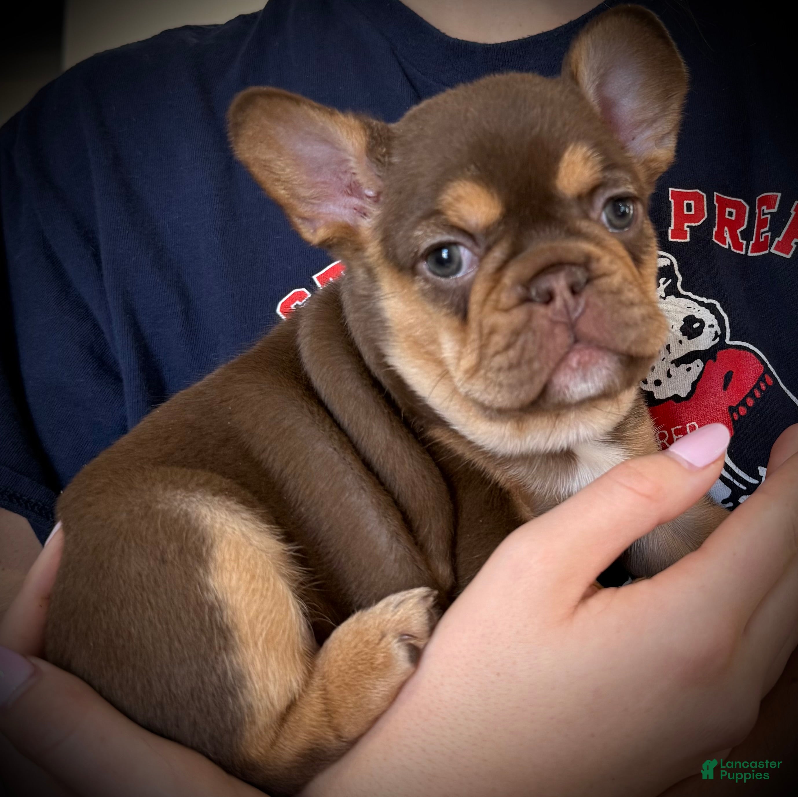 French Bulldog dogs French Bulldog Puppy 6 - Ad 1