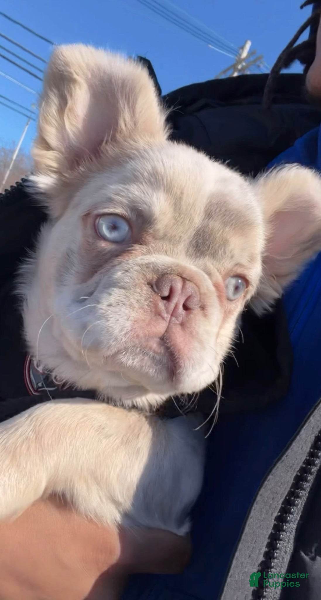 French Bulldog dogs Knuckles - Ad 7