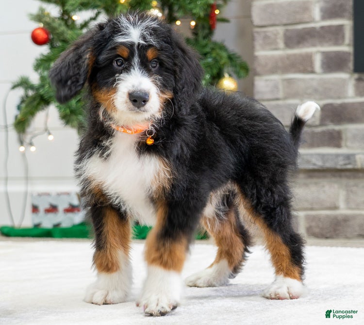 Mini Bernedoodle dogs Ash - Ad 16