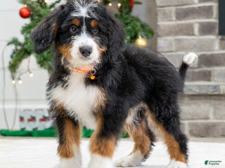 Mini Bernedoodle dogs Ash - Ad 21