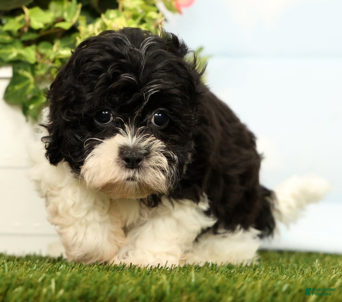 Shihpoo dogs Joy - Ad 2