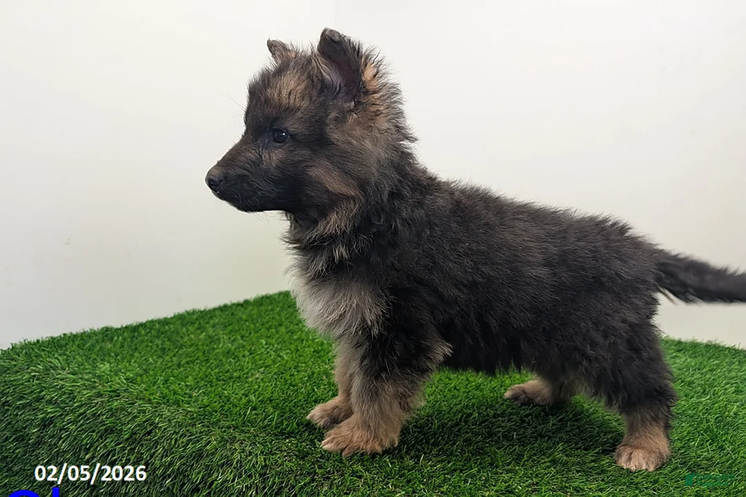 German Shepherd dogs for sale: Chase - Ad 5