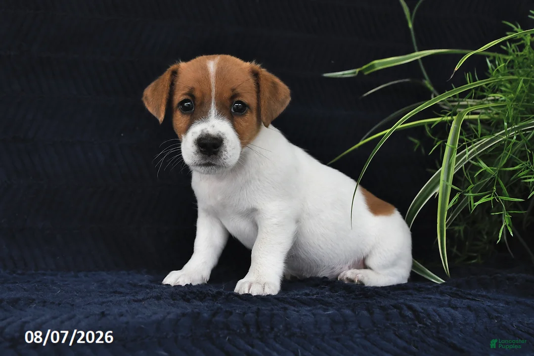Jack Russell Terrier dogs for sale: Yeller - Ad 1