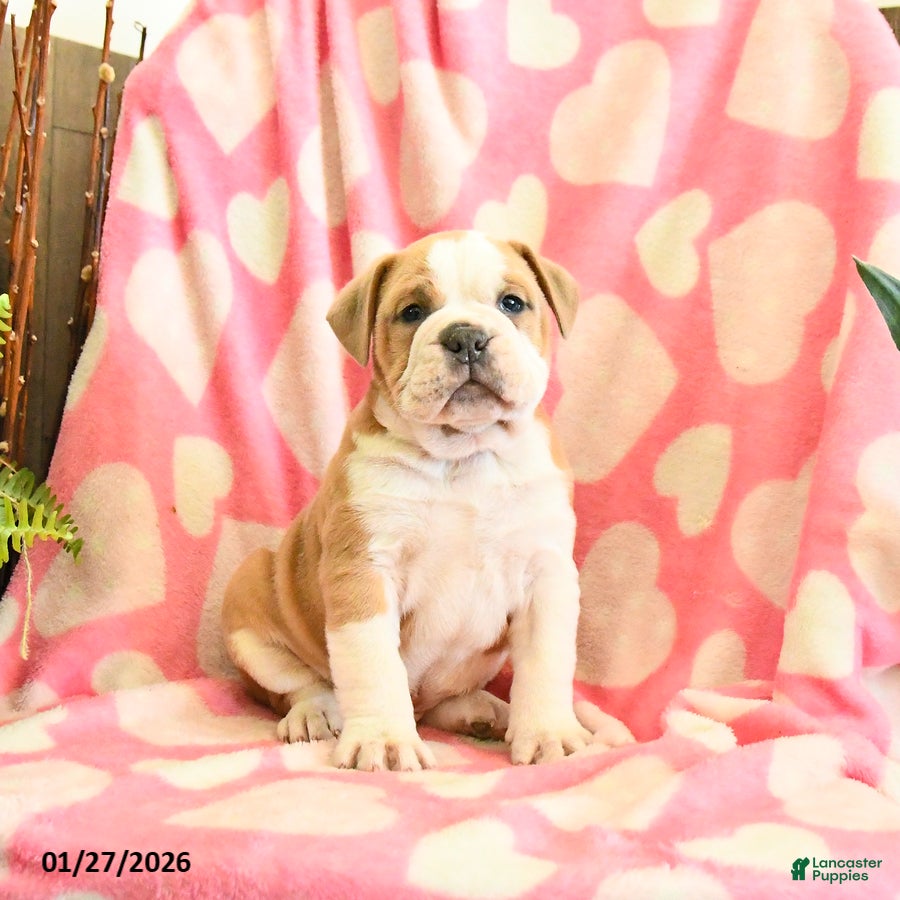 Olde English Bulldogge dogs Bandit - Ad 16