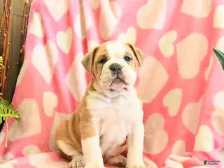 Olde English Bulldogge dogs Bandit - Ad 16