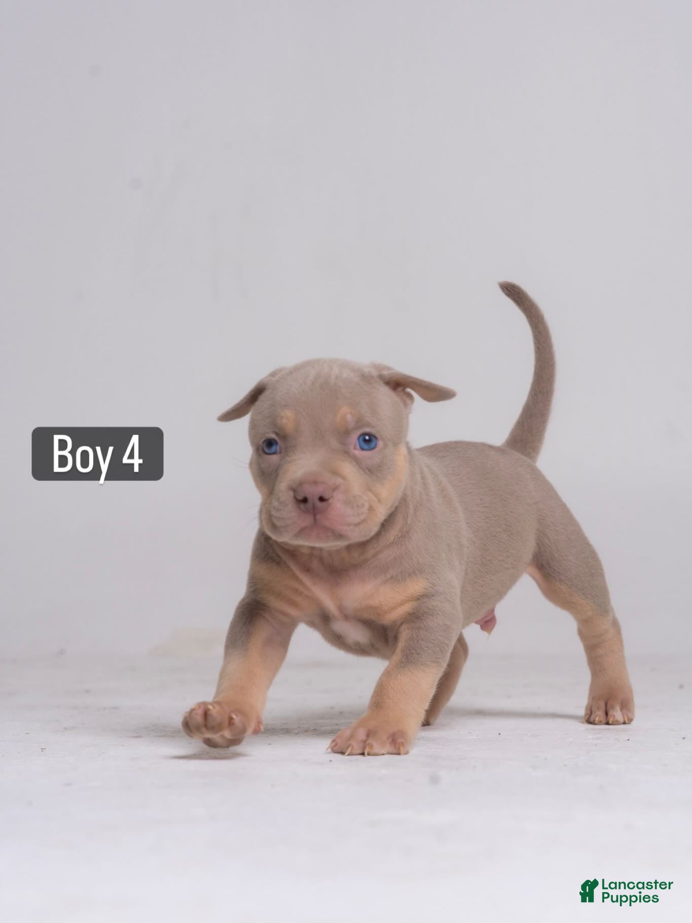 American Bully dogs 🐉🐾 - Ad 36