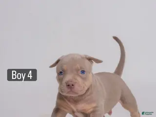 American Bully dogs 🐉🐾 - Ad 32