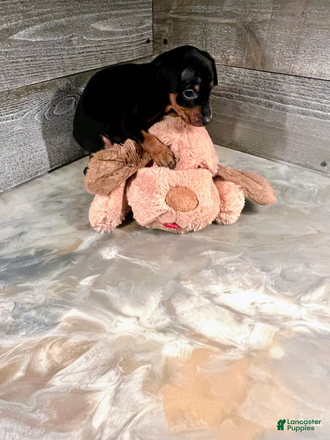Miniature Pinscher dogs for sale: Ziggy - Ad 5