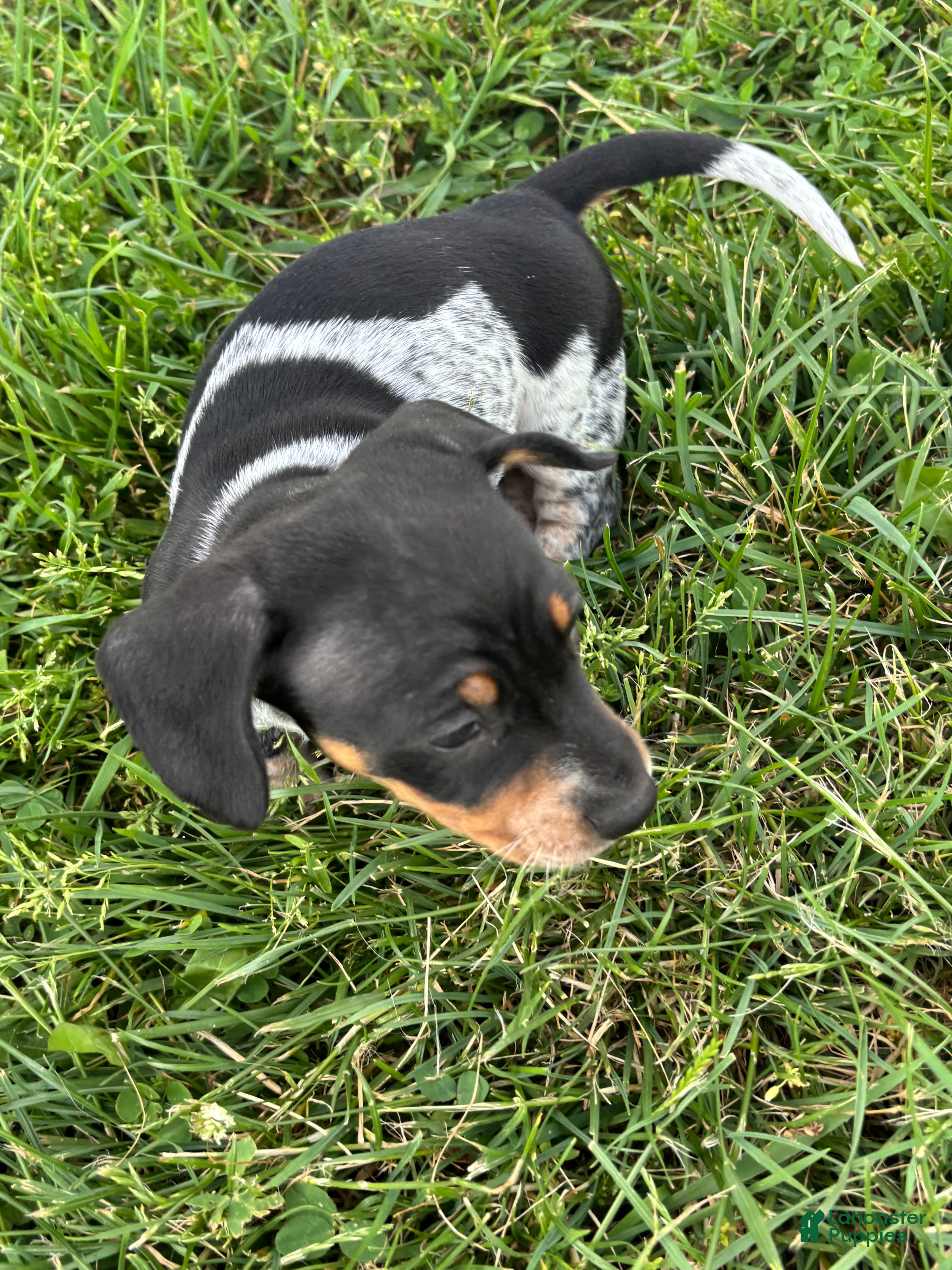 Dachshund dogs Ottis  - Ad 2