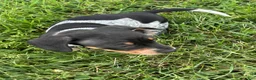 Dachshund dogs for sale: Ottis  - Ad 2