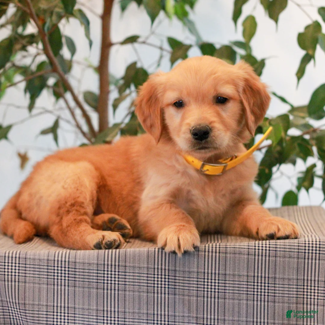 Golden Retriever dogs for sale: Pansie  - Ad 2